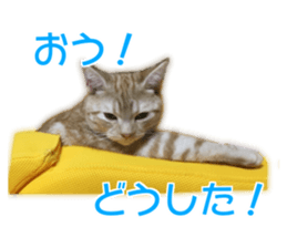 Cute cats everyday,Photo Ver sticker #14944033