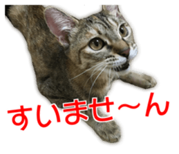 Cute cats everyday,Photo Ver sticker #14944034