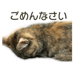 Cute cats everyday,Photo Ver sticker #14944035