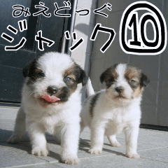 MIEDOG Jack Russell terrier sticker 10