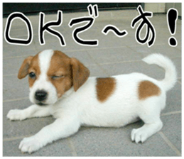 MIEDOG Jack Russell terrier sticker 10 sticker #14945142