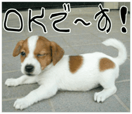 MIEDOG Jack Russell terrier sticker 10 sticker #14945142