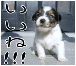 MIEDOG Jack Russell terrier sticker 10 sticker #14945143