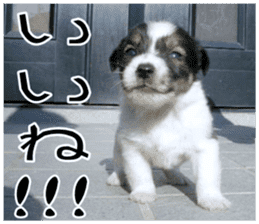 MIEDOG Jack Russell terrier sticker 10 sticker #14945143
