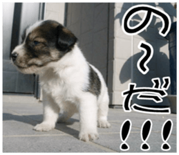 MIEDOG Jack Russell terrier sticker 10 sticker #14945144