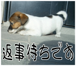 MIEDOG Jack Russell terrier sticker 10 sticker #14945145