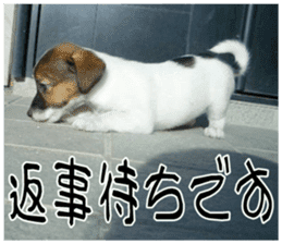 MIEDOG Jack Russell terrier sticker 10 sticker #14945145