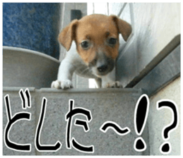 MIEDOG Jack Russell terrier sticker 10 sticker #14945146