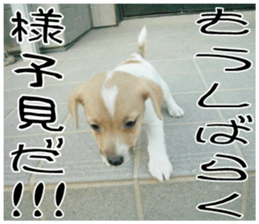 MIEDOG Jack Russell terrier sticker 10 sticker #14945147