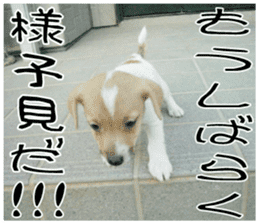 MIEDOG Jack Russell terrier sticker 10 sticker #14945147