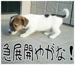 MIEDOG Jack Russell terrier sticker 10 sticker #14945148
