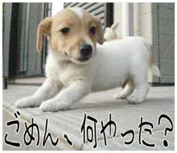 MIEDOG Jack Russell terrier sticker 10 sticker #14945149