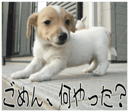 MIEDOG Jack Russell terrier sticker 10 sticker #14945149