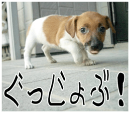 MIEDOG Jack Russell terrier sticker 10 sticker #14945150
