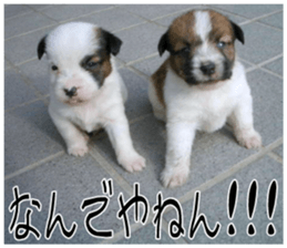 MIEDOG Jack Russell terrier sticker 10 sticker #14945151