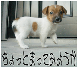 MIEDOG Jack Russell terrier sticker 10 sticker #14945152