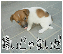 MIEDOG Jack Russell terrier sticker 10 sticker #14945153