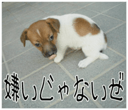 MIEDOG Jack Russell terrier sticker 10 sticker #14945153