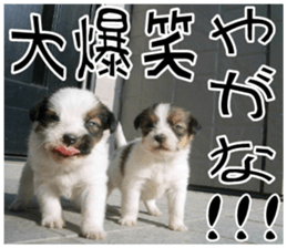 MIEDOG Jack Russell terrier sticker 10 sticker #14945154