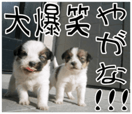 MIEDOG Jack Russell terrier sticker 10 sticker #14945154