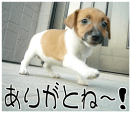 MIEDOG Jack Russell terrier sticker 10 sticker #14945155