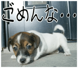 MIEDOG Jack Russell terrier sticker 10 sticker #14945156