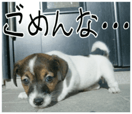 MIEDOG Jack Russell terrier sticker 10 sticker #14945156