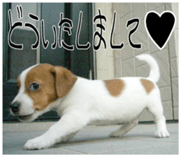 MIEDOG Jack Russell terrier sticker 10 sticker #14945158