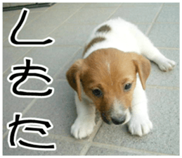 MIEDOG Jack Russell terrier sticker 10 sticker #14945159