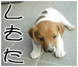 MIEDOG Jack Russell terrier sticker 10 sticker #14945159