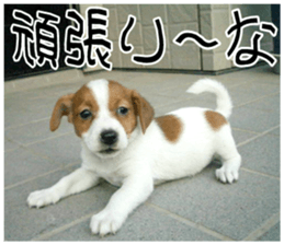 MIEDOG Jack Russell terrier sticker 10 sticker #14945160