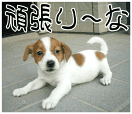 MIEDOG Jack Russell terrier sticker 10 sticker #14945160
