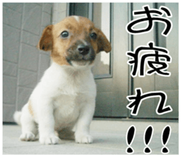 MIEDOG Jack Russell terrier sticker 10 sticker #14945161
