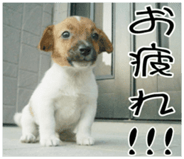 MIEDOG Jack Russell terrier sticker 10 sticker #14945161