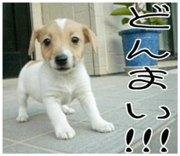 MIEDOG Jack Russell terrier sticker 10 sticker #14945162