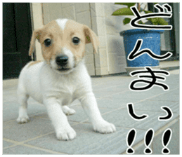 MIEDOG Jack Russell terrier sticker 10 sticker #14945162
