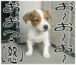 MIEDOG Jack Russell terrier sticker 10 sticker #14945163