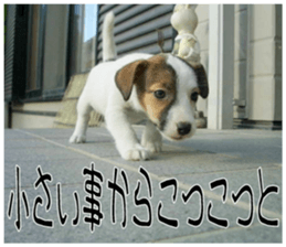 MIEDOG Jack Russell terrier sticker 10 sticker #14945165