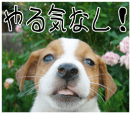 MIEDOG Jack Russell terrier sticker 10 sticker #14945166