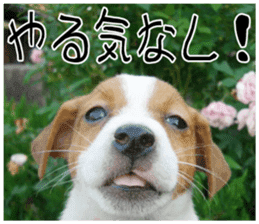 MIEDOG Jack Russell terrier sticker 10 sticker #14945166