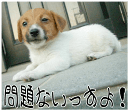 MIEDOG Jack Russell terrier sticker 10 sticker #14945167