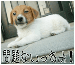 MIEDOG Jack Russell terrier sticker 10 sticker #14945167