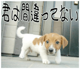 MIEDOG Jack Russell terrier sticker 10 sticker #14945168