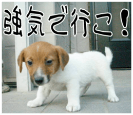 MIEDOG Jack Russell terrier sticker 10 sticker #14945169