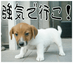 MIEDOG Jack Russell terrier sticker 10 sticker #14945169