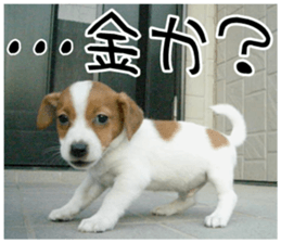 MIEDOG Jack Russell terrier sticker 10 sticker #14945170