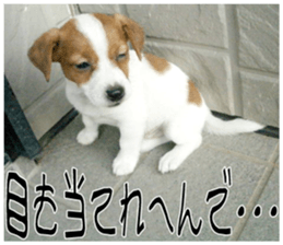 MIEDOG Jack Russell terrier sticker 10 sticker #14945171