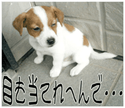 MIEDOG Jack Russell terrier sticker 10 sticker #14945171