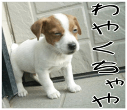 MIEDOG Jack Russell terrier sticker 10 sticker #14945172