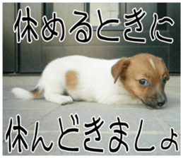 MIEDOG Jack Russell terrier sticker 10 sticker #14945173